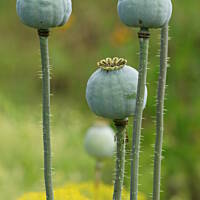 Bieszczady i Podlasie czyli lato 2015