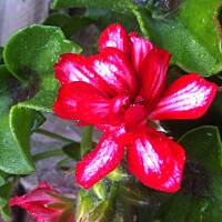 Kwiaty ogrodowe i polne :)