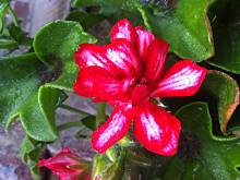 Fot. Lea2, Kwiaty ogrodowe i polne :)