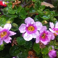 Kwiaty ogrodowe i polne :)