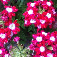 Kwiaty ogrodowe i polne :)