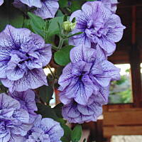 Zakochałam się )))