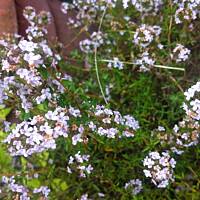 Kwiaty ogrodowe i polne :)