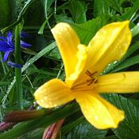 Kwiaty ogrodowe i polne :)