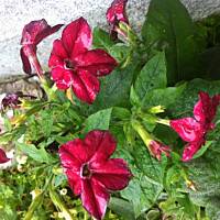 Kwiaty ogrodowe i polne :)