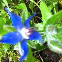 Kwiaty ogrodowe i polne :)