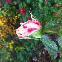 Kwiaty ogrodowe i polne :)