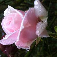 Kwiaty ogrodowe i polne :)