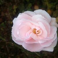 Kwiaty ogrodowe i polne :)