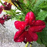 Kwiaty ogrodowe i polne :)