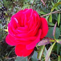 Kwiaty ogrodowe i polne :)