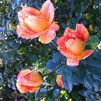 Kwiaty ogrodowe i polne :)