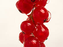 Fot. Wkn, Czerwona porzeczka to więcej niż pestki