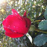 Kwiaty ogrodowe i polne :)