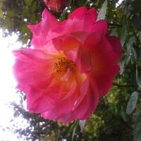 Kwiaty ogrodowe i polne :)