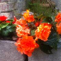 Kwiaty ogrodowe i polne :)