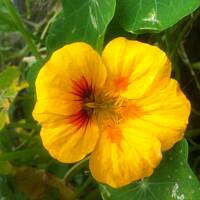 Kwiaty ogrodowe i polne :)