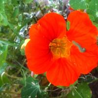 Kwiaty ogrodowe i polne :)