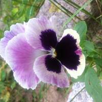 Kwiaty ogrodowe i polne :)