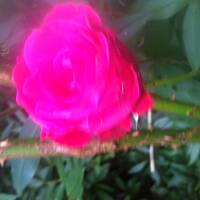 Kwiaty ogrodowe i polne :)