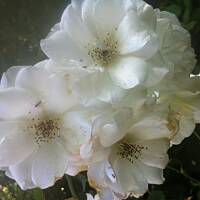 Kwiaty ogrodowe i polne :)