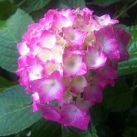 Kwiaty ogrodowe i polne :)