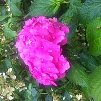 Kwiaty ogrodowe i polne :)