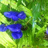 Kwiaty ogrodowe i polne :)