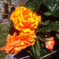 Kwiaty ogrodowe i polne :)