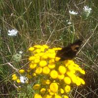 Kwiaty ogrodowe i polne :)