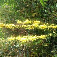 Kwiaty ogrodowe i polne :)