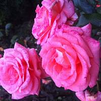 Kwiaty ogrodowe i polne :)