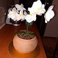 kilka moich tortów.