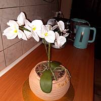 kilka moich tortów.