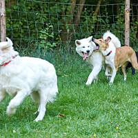 W psim przedszkolu też lubię sobie z kumplami pobiegać i uszy im poobgryzać :)