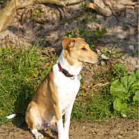 Dobry pies pasterski to zamyślony pies pasterski :)