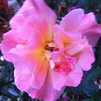 Kwiaty ogrodowe i polne :)