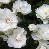 Kwiaty ogrodowe i polne :)