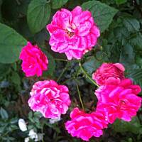 Kwiaty ogrodowe i polne :)