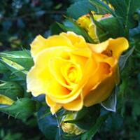 Kwiaty ogrodowe i polne :)