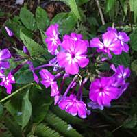 Kwiaty ogrodowe i polne :)