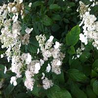 Kwiaty ogrodowe i polne :)