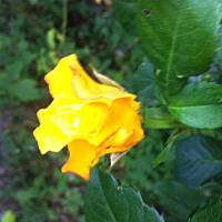 Kwiaty ogrodowe i polne :)