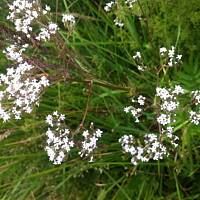 Kwiaty ogrodowe i polne :)