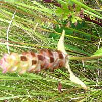 Kwiaty ogrodowe i polne :)