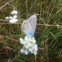 Kwiaty ogrodowe i polne :)