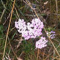 Kwiaty ogrodowe i polne :)