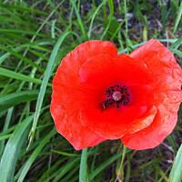 Kwiaty ogrodowe i polne :)