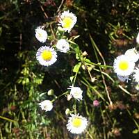 Kwiaty ogrodowe i polne :)