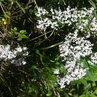 Kwiaty ogrodowe i polne :)